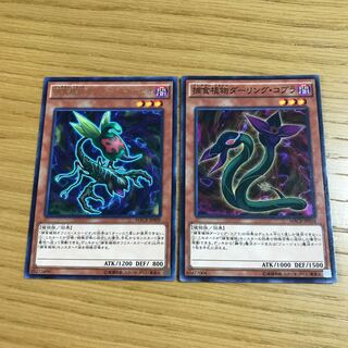 Predaplant Ophrys Scorpio Predaplant Darlingtonia Cobra Set of 2