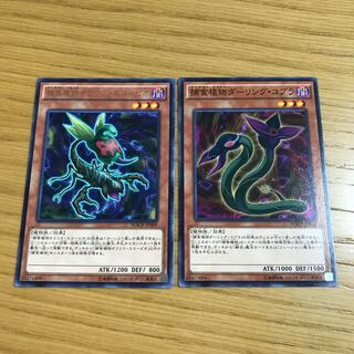 Predaplant Ophrys Scorpio Predaplant Darlingtonia Cobra Set of 2