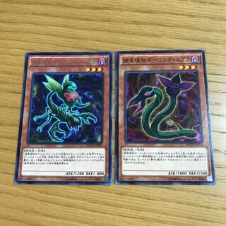 Predaplant Ophrys Scorpio Predaplant Darlingtonia Cobra Set of 2