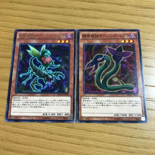 Predaplant Ophrys Scorpio Predaplant Darlingtonia Cobra Set of 2