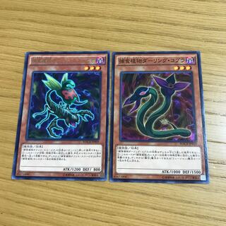 Predaplant Ophrys Scorpio Predaplant Darlingtonia Cobra Set of 2