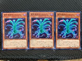 【ぽぽたん】遊戯王 6809 捕食植物セラセニアント 3枚 ノーマル