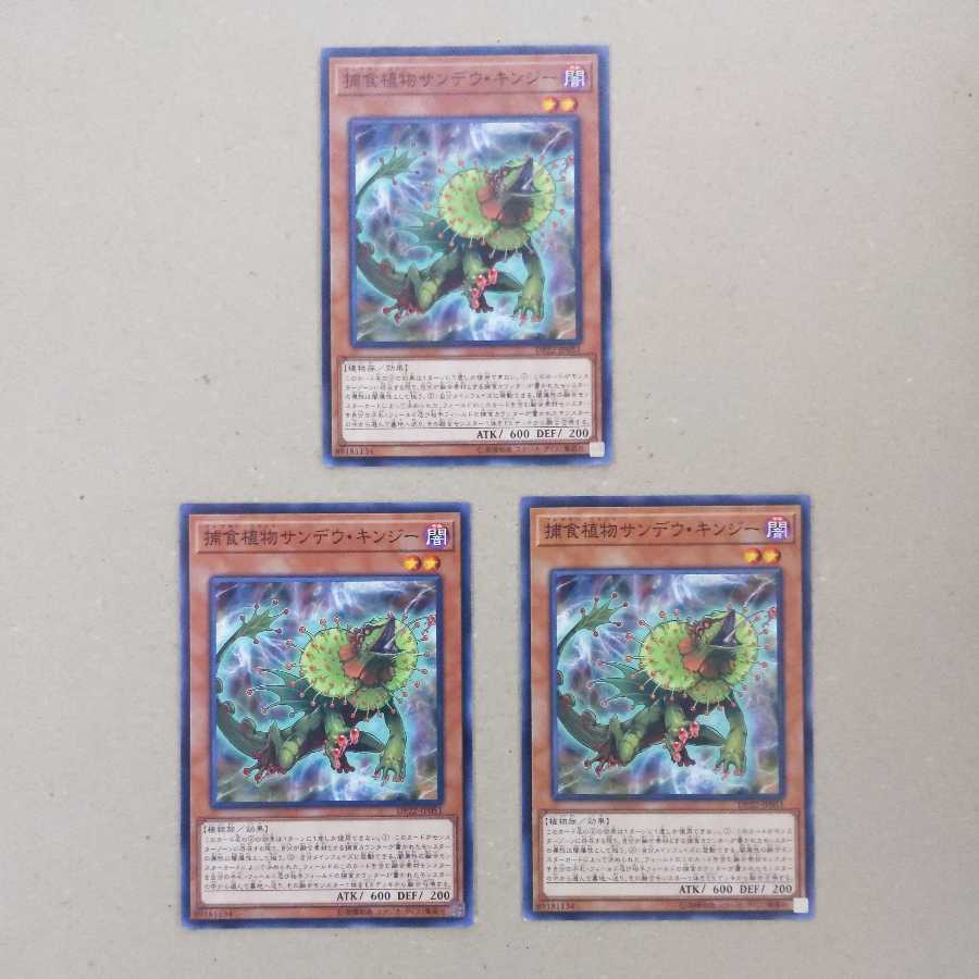 Predaplant Chlamydosundew Normal JP051