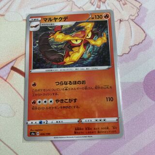 マルヤクデ(キラ)