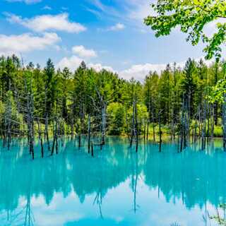 坂桜様専用 バルカディアNEX ライオネルフィナーレ