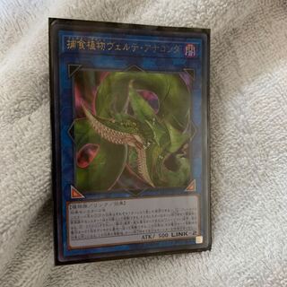 捕食植物ヴェルテ・アナコンダ