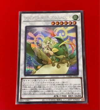 Daigusto Laplampilica Secret Sik.