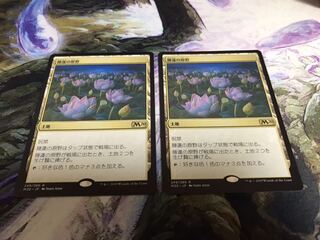 睡蓮の原野　2枚