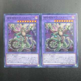 Predaplant Dragostapelia Normal DP22-JP053 Set of 2