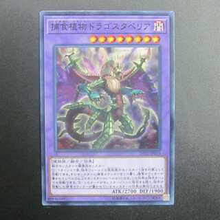 Predaplant Dragostapelia Normal DP22-JP053