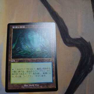 Old frame Misty Rainforest