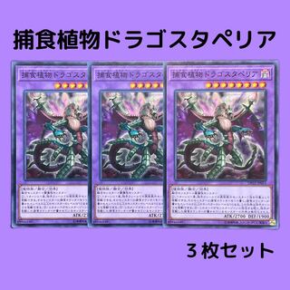 Predaplant Dragostapelia 3 sheets