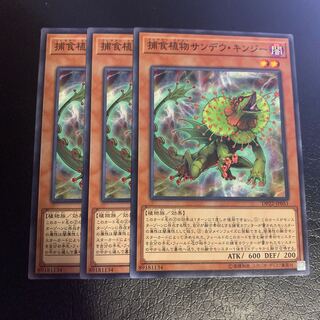 Predaplant Chlamydosundew Normal