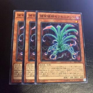 Predaplant Sarraceniant Normal