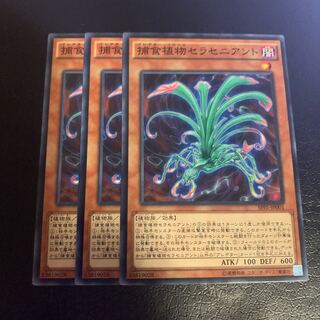 Predaplant Sarraceniant Normal