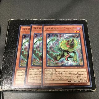 Predaplant Chlamydosundew 3 normal