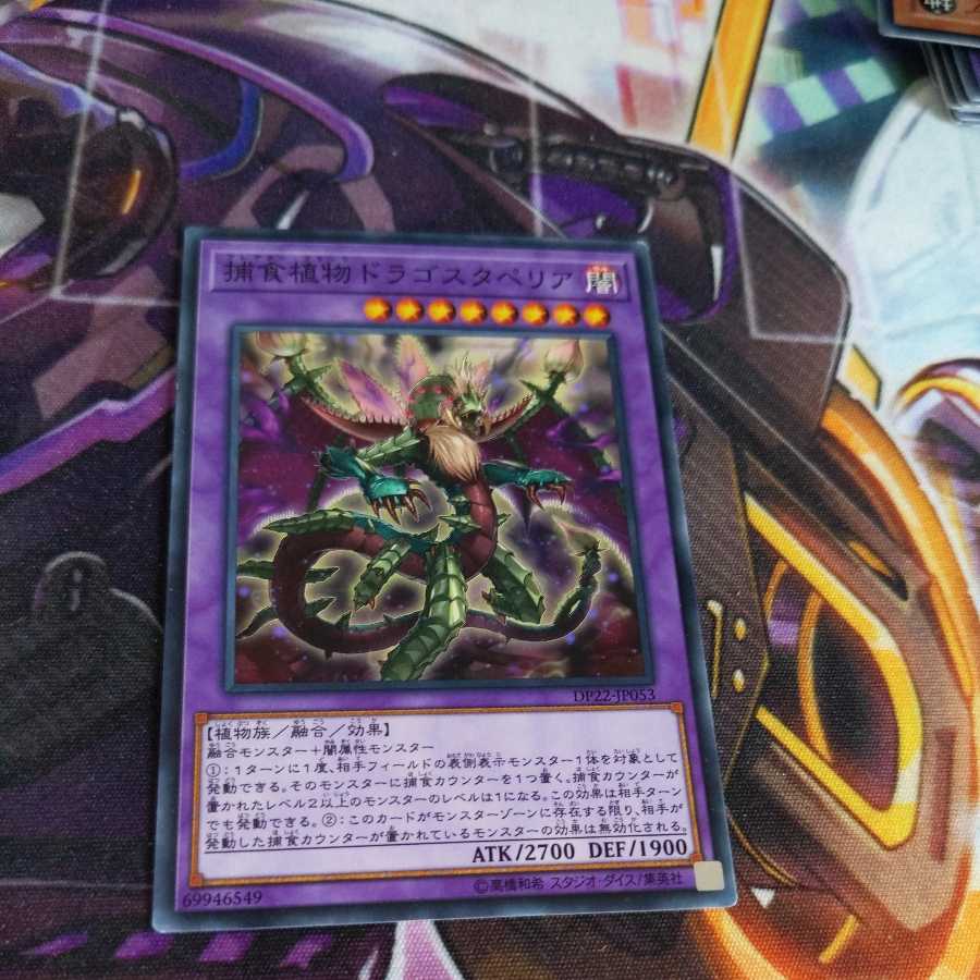 Predaplant Dragostapelia Normal