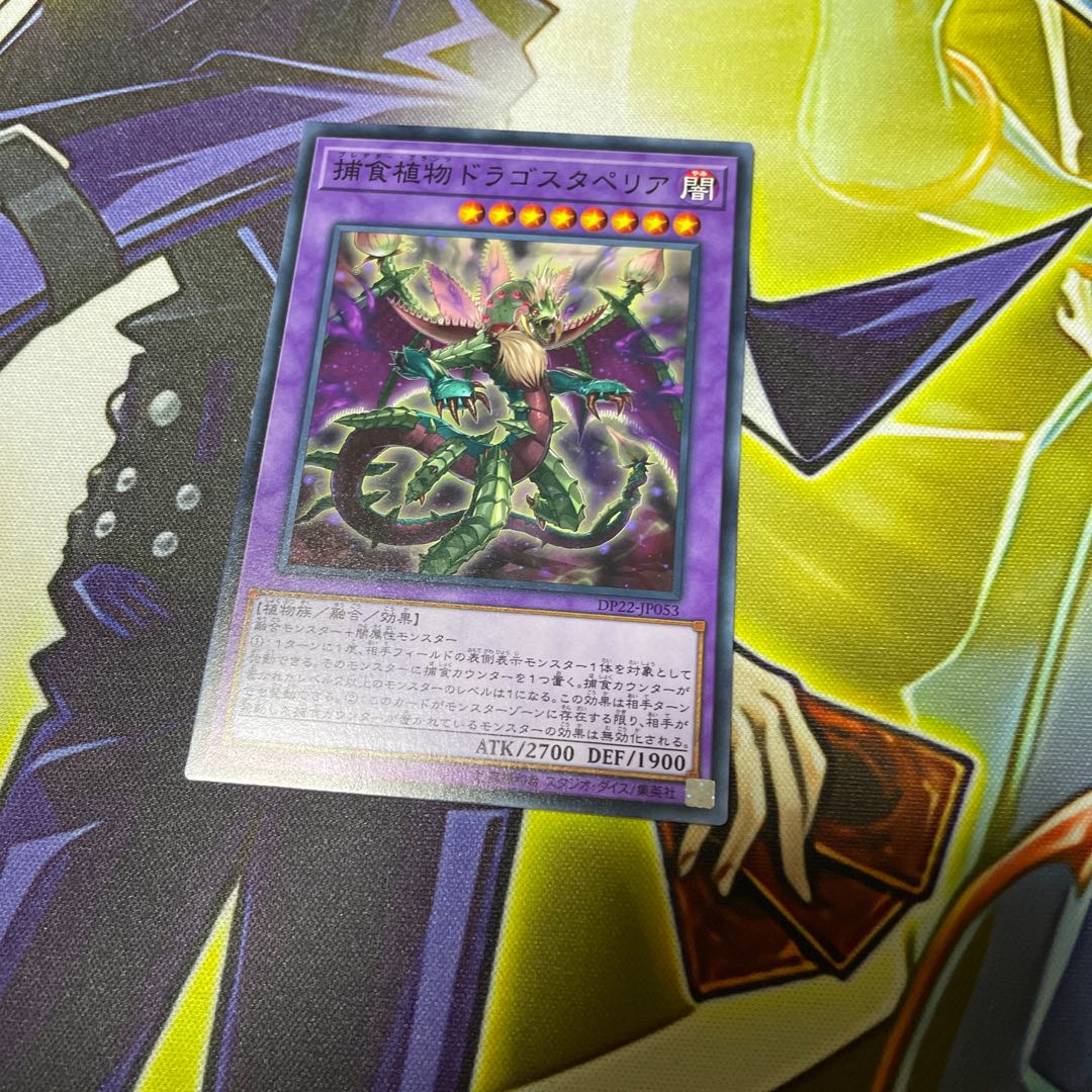 Predaplant Dragostapelia Normal