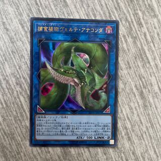 捕食植物ヴェルテ・アナコンダ ウルトラレア