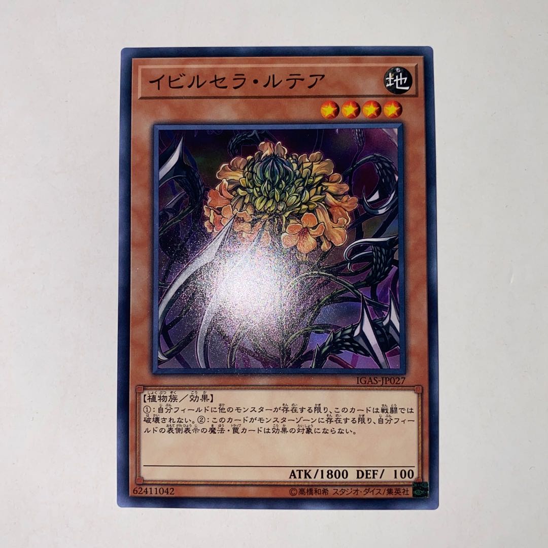イビルセラ・ルテア
