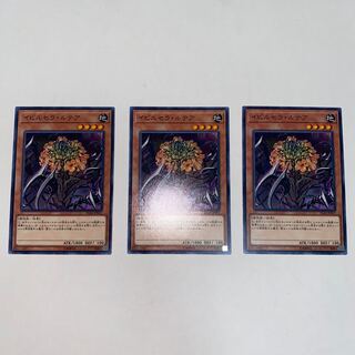 イビルセラ・ルテア