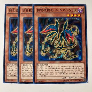 5363 捕食植物モーレイ・ネペンテス ノーマル JP007