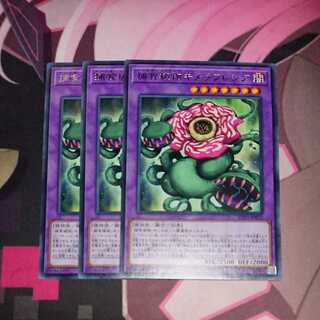 Predaplant Chimerafflesia Rare 3 pieces