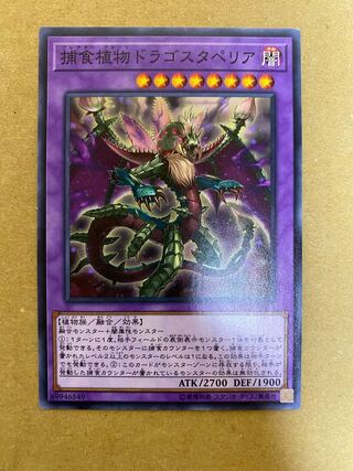 Predaplant Dragostapelia Normal (1)