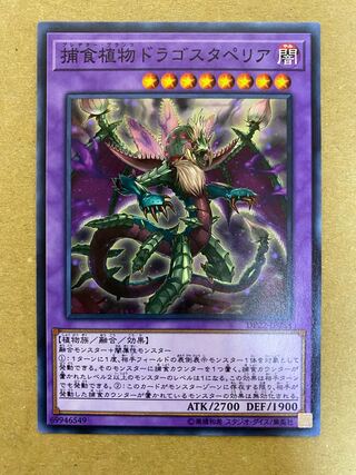 Predaplant Dragostapelia normal (2)