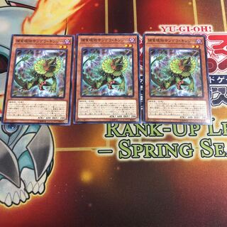 Predaplant Chlamydosundew Normal 3