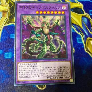 Predaplant Dragostapelia Normal