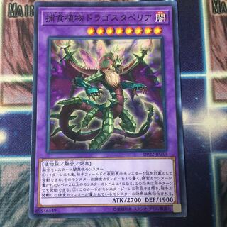 Predaplant Dragostapelia