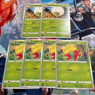 ワタシラガ　まんたんのタネ　ヒメンカ　草スタートデッキ