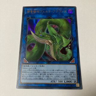 捕食植物ヴェルテ・アナコンダ ウルトラレア