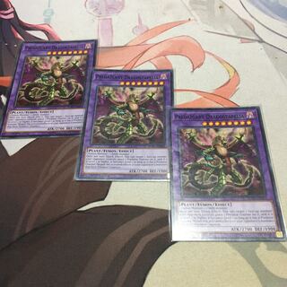 English Predaplant Dragostapelia Normal