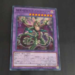 Predaplant Dragostapelia [Mokurindo