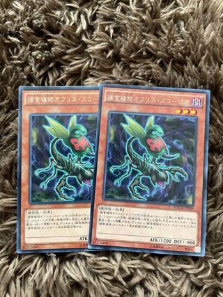 Predaplant Ophrys Scorpio 2 rare