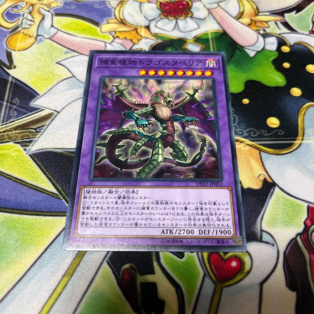 Hydrangea Predaplant Dragostapelia