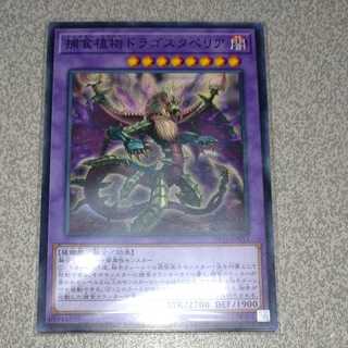 Predaplant Dragostapelia Normal