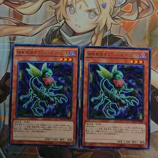 Predaplant Ophrys Scorpio