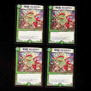 DM Pure White Eye Rabbi Kateron Common, set of 4 (1)