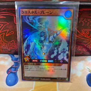 No.673 P Shop Ku Squirrel Tal Brain [Sioux