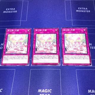 春化精と花蕾　３枚セット