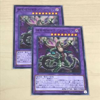 Predaplant Dragostapelia Set of 2