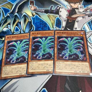 Predaplant Sarraceniant 3 normal