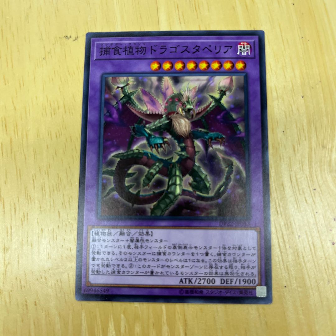 Predaplant Dragostapelia Normal