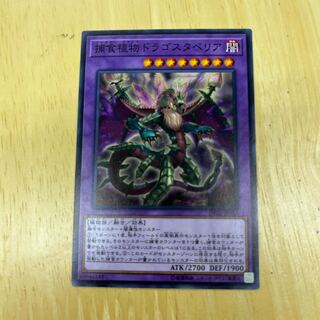 Predaplant Dragostapelia Normal