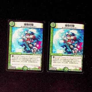 DM Suicide Chrysanthemum Common, set of 2