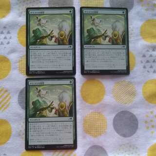 Tamiyo storage, set of 3