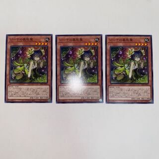 Traptrix Vesiculo Normal JP016